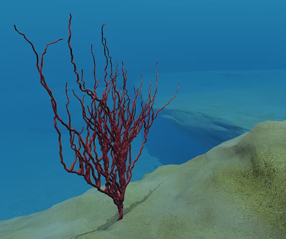 coral