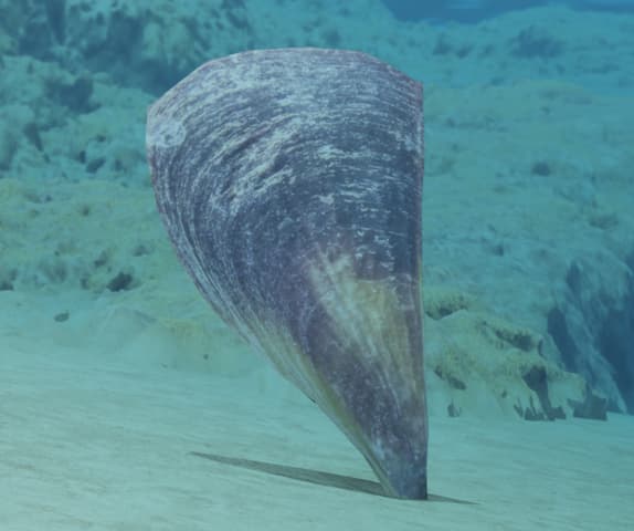 pinna nobilis