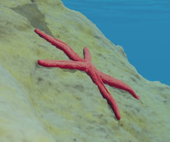 starfish